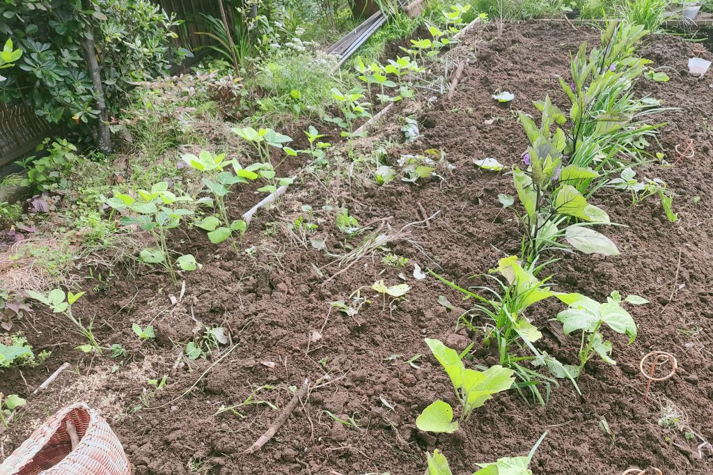 オクラのコンニオンプランツ栽培収穫後はそのまま次の野菜に有効利用！カジトラ