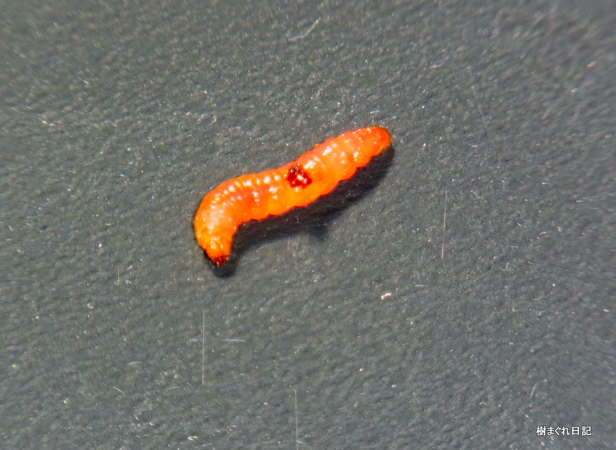 スモモの害虫: 大雪山旭岳の麓に行こう シーズン２