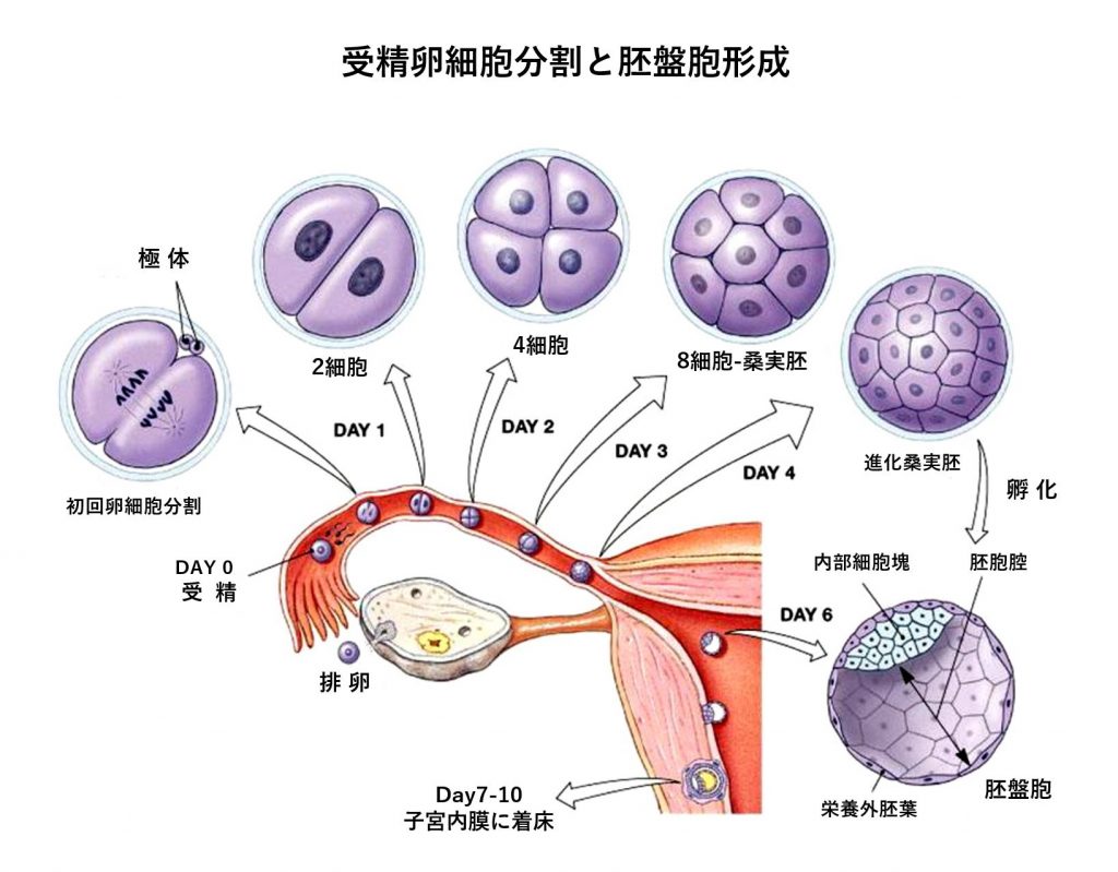 治療方法 │ 加藤レディスクリニック：不妊治療 体外受精
