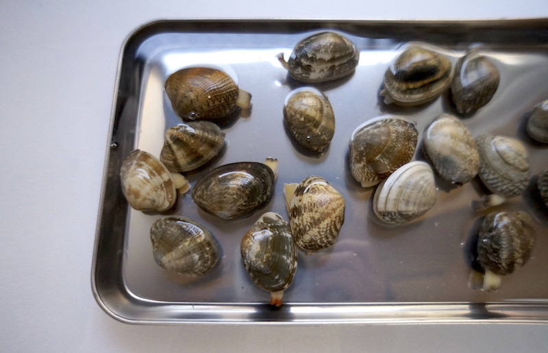 裏ワザ 塩分濃度3％の「あさりの砂抜き」はペットボトルと大さじで簡単に作れる！クックパッドニュース