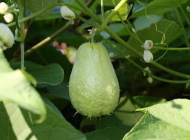 ハヤトウリの作り方 家庭菜園向け 果菜類編農作業便利帖みんなの農業広場