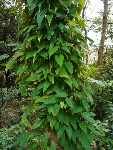ヤマノイモ やまのいも 山芋 - 庭木図鑑 植木ペディア