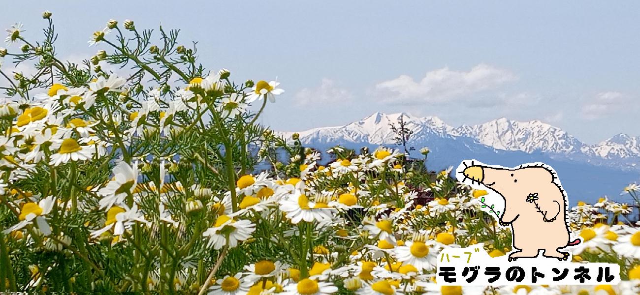 2ページ目ハーブながの池田まち「モグラのトンネル」池田まちで唯一、摘んで、野点しながら、語らえるハーブ園