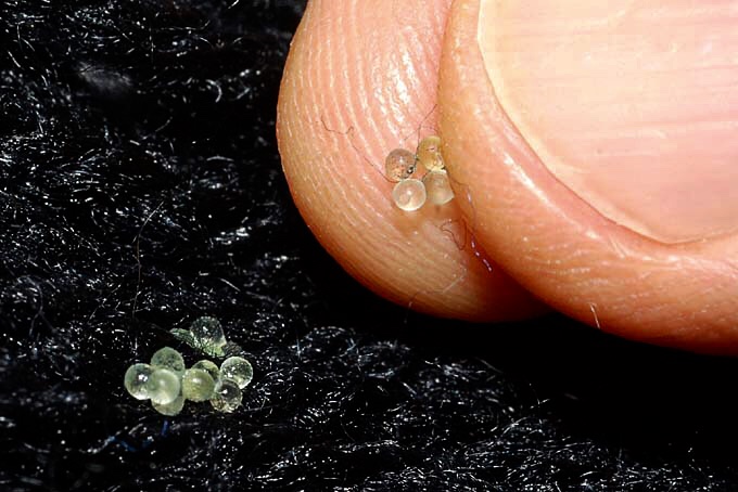 メダカの卵に変化？？赤ちゃんが見えるのと真っ白いカビみたいの？？？雑記 ブログネタチワワが家にやって来た！！ちゃちゃ丸くんのもふもふ日和