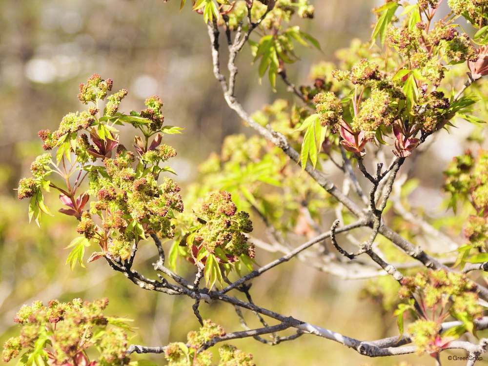 アオダモの木は庭木やシンボルツリーにおすすめ！花や紅葉の時期・剪定方法・育て方などプロがアドバイス農業・ガーデニング・園芸・家庭菜園マガジン AGRIPICK