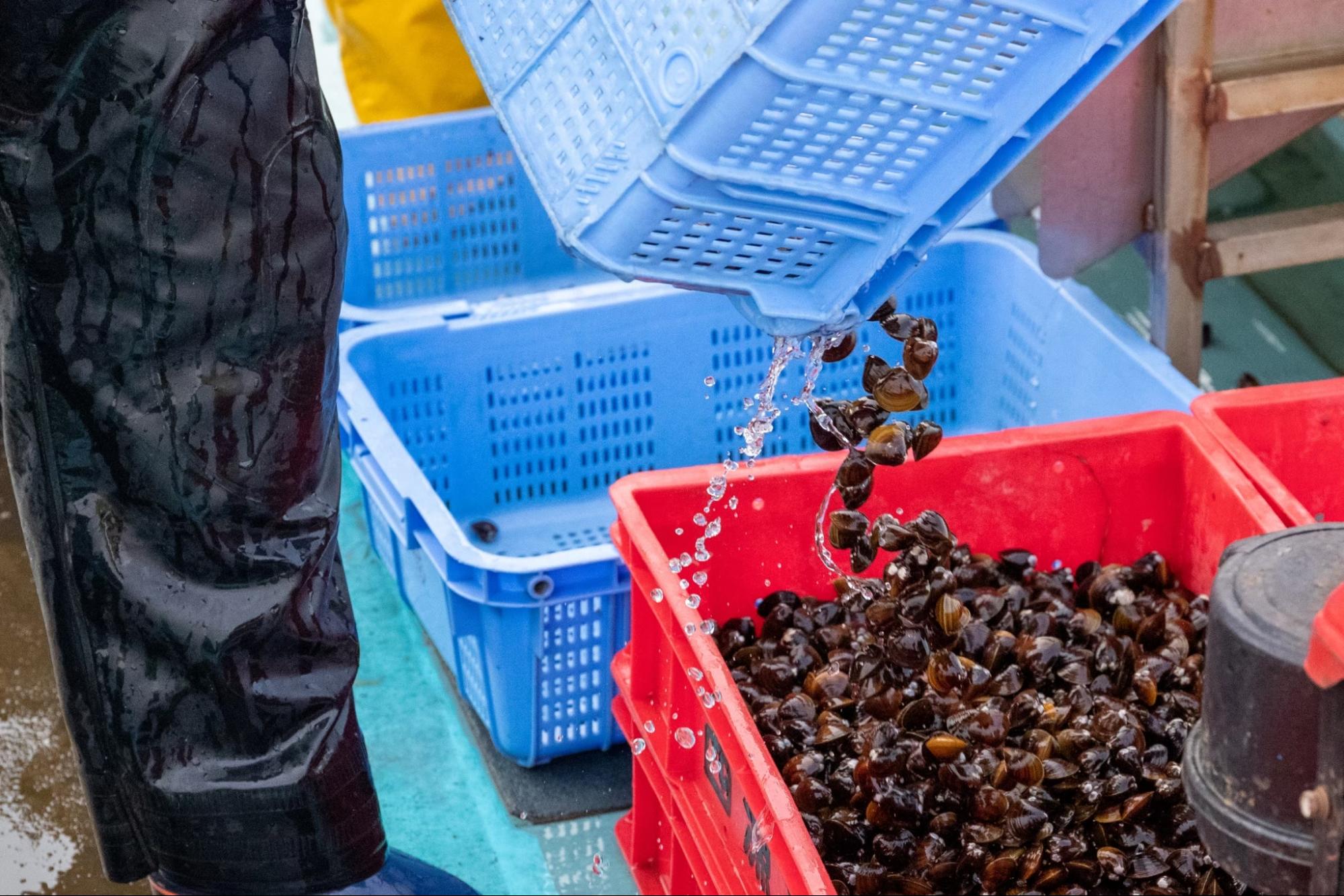 しじみの砂抜きは〇％の食塩水が正解？ 砂抜き後の常温放置で高まるアレは、知らないと損！HugKum はぐくむ