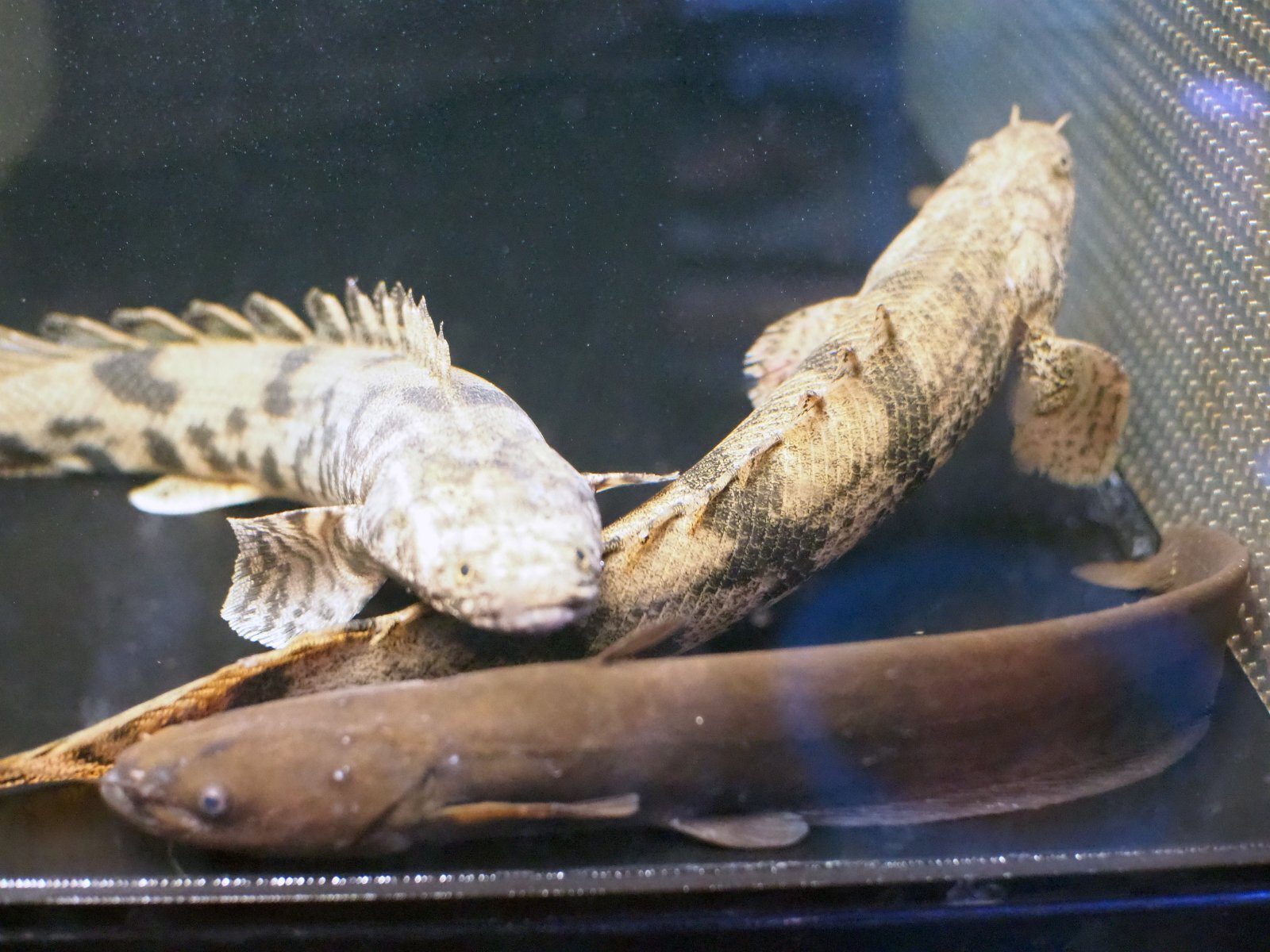 淡水魚 大特価 ポリプテルス エンドリケリー ダボラ産 ワイルド １匹 サンプル画像±10-12cm大型魚生体熱帯魚 NKO -ペットバルーン ネットショップ