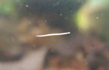 メダカの害虫・天敵とは屋外飼育で気を付けたいメダカの外敵と対策東京アクアガーデン