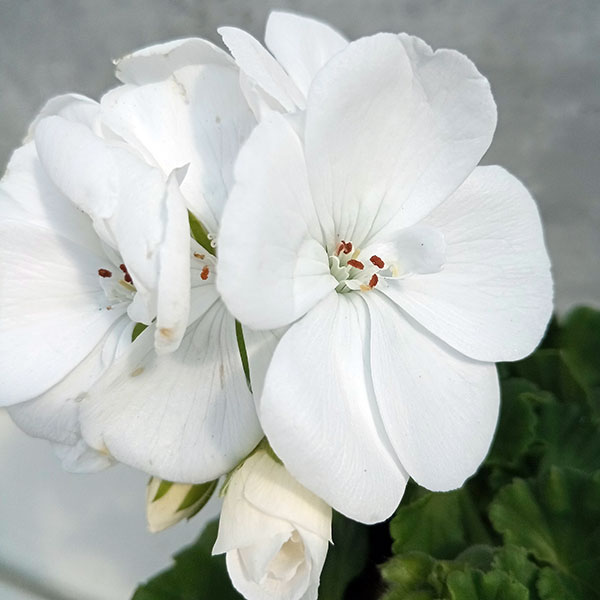 ゼラニウム特徴と品種、育て方 - ガーデニングの図鑑