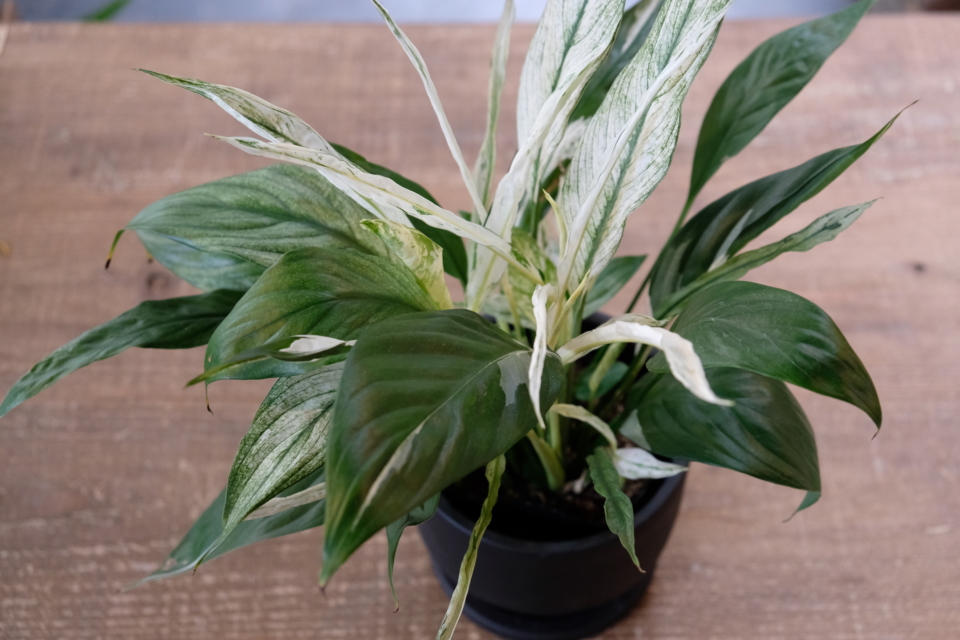 スパティフィラムの株分け春になったらやりたかった 土仕事❣️ 土用期間が明けたので、 ようやくー❤️ ３００円ショップで 購入した スパティフィラムが、毎年どんどん大きくなるのが 可愛くて仕方がない😍 あともう１鉢あるので、 近々やります❣️ アロマも好き