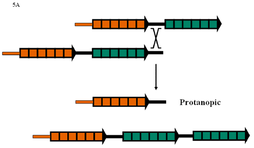 色覚異常・色弱」よくある質問CUDO – NPO法人 カラーユニバーサルデザイン機構 CUDO