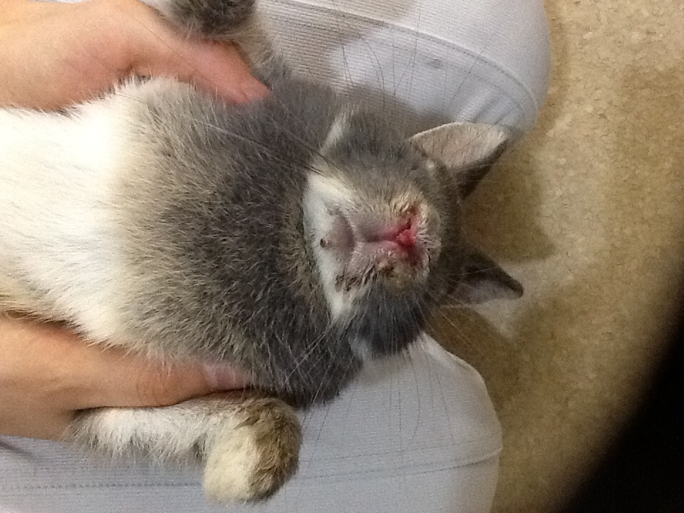 ウサギさんの皮膚腫瘤の手術例 – 小手指ペットクリニック