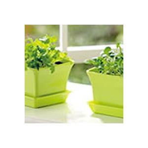 プランターでベビーリーフを育てようプランターで野菜をつくってみよう