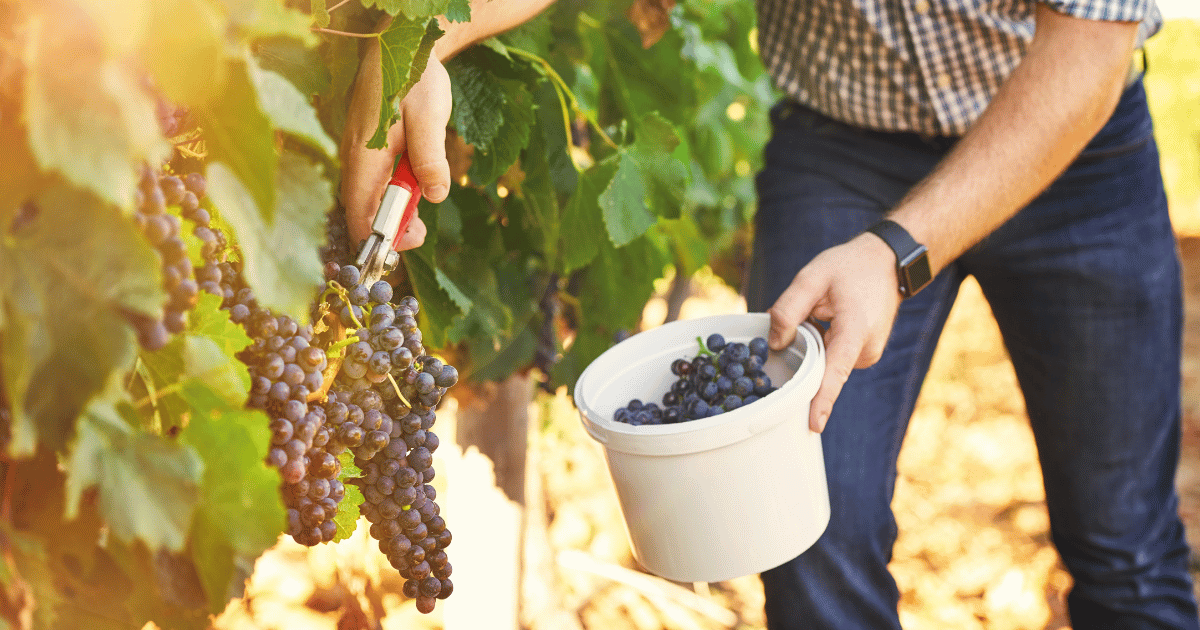 楽天市場 ぶどう ダイエット・健康 の通販