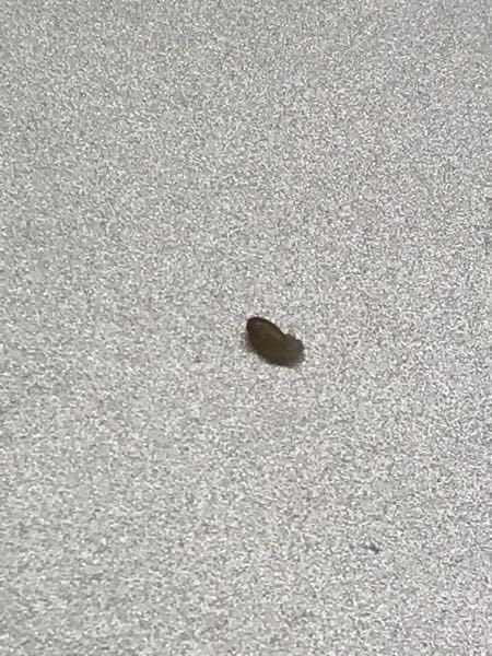 おしりやその奥の方 直腸 辺りが痛い。病院に行ったけど何もないと言われた。 機能性直腸肛門痛_慢性骨盤痛 高野病院