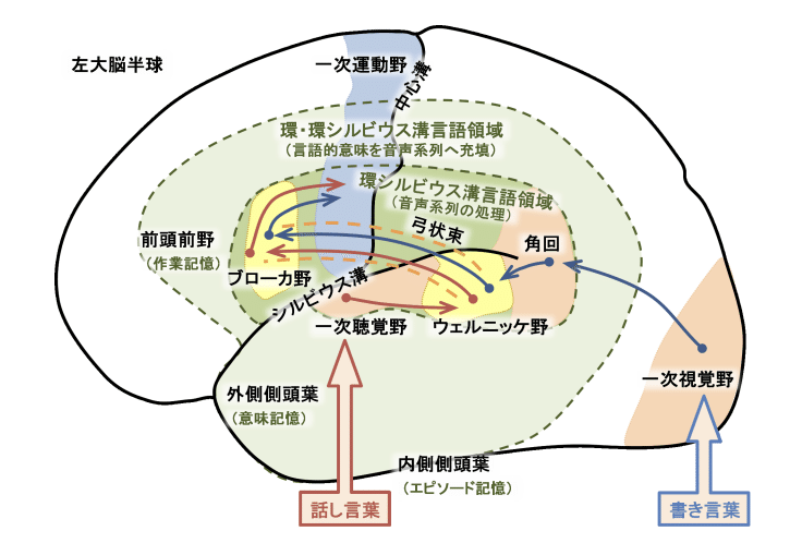 中脳 - 脳科学辞典