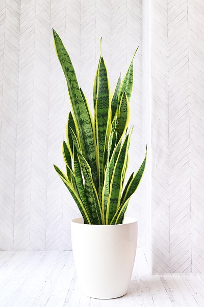とっても簡単！サンスベリアの育て方5つのポイント観葉植物と風水のグリーンスマイル