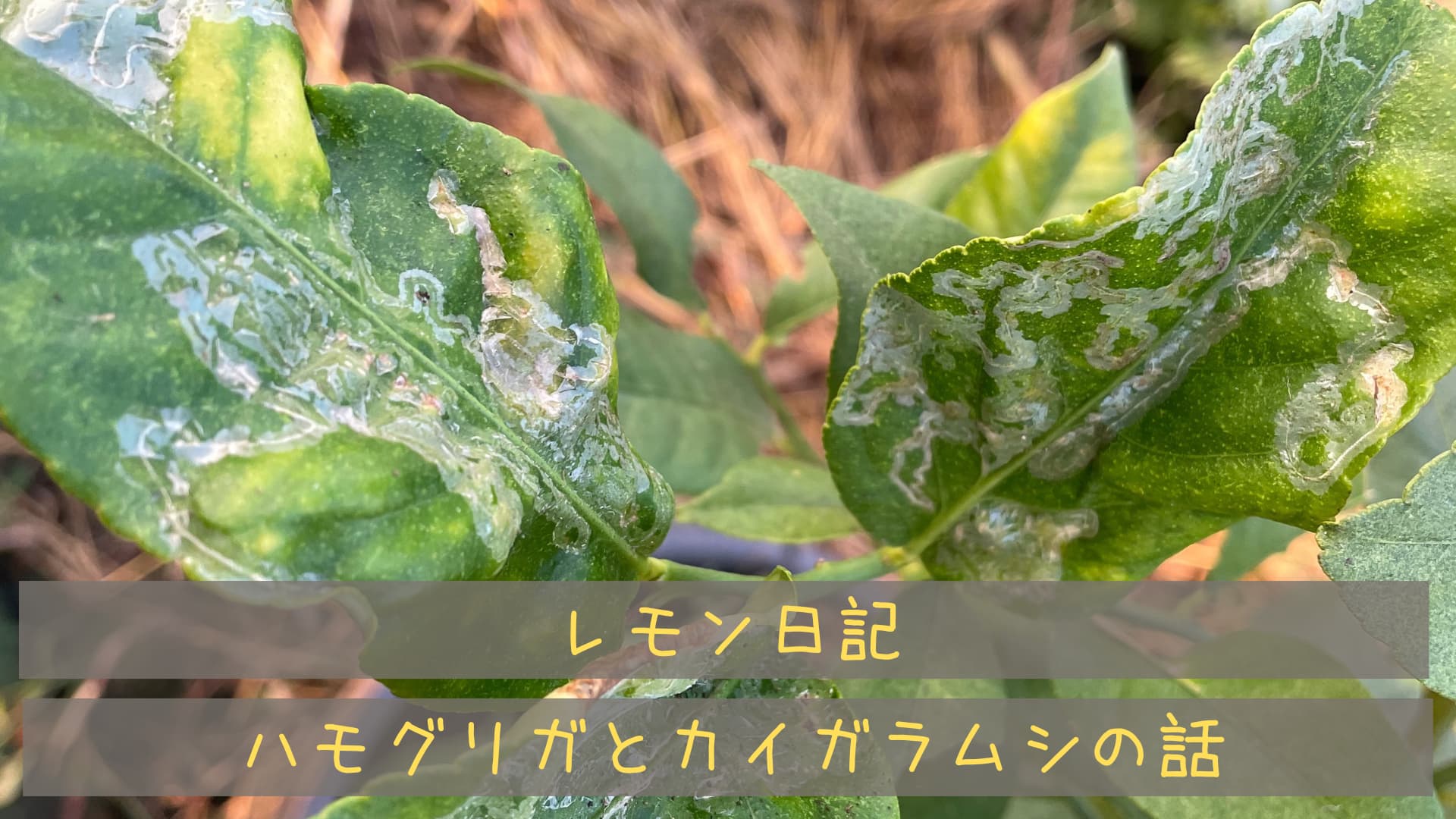 観葉植物の植替えについて合同会社Green Design