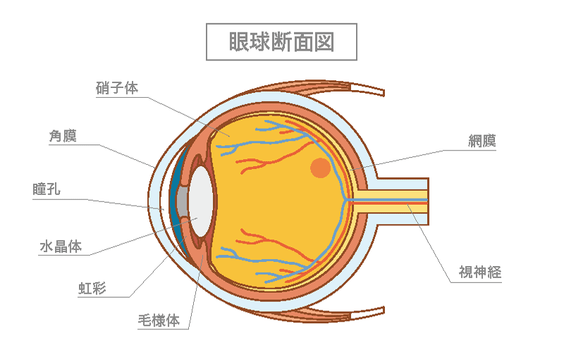 １．目の見える仕組みと老眼 MY介護の広場