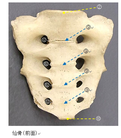 仙骨の形態と形成時期の解説