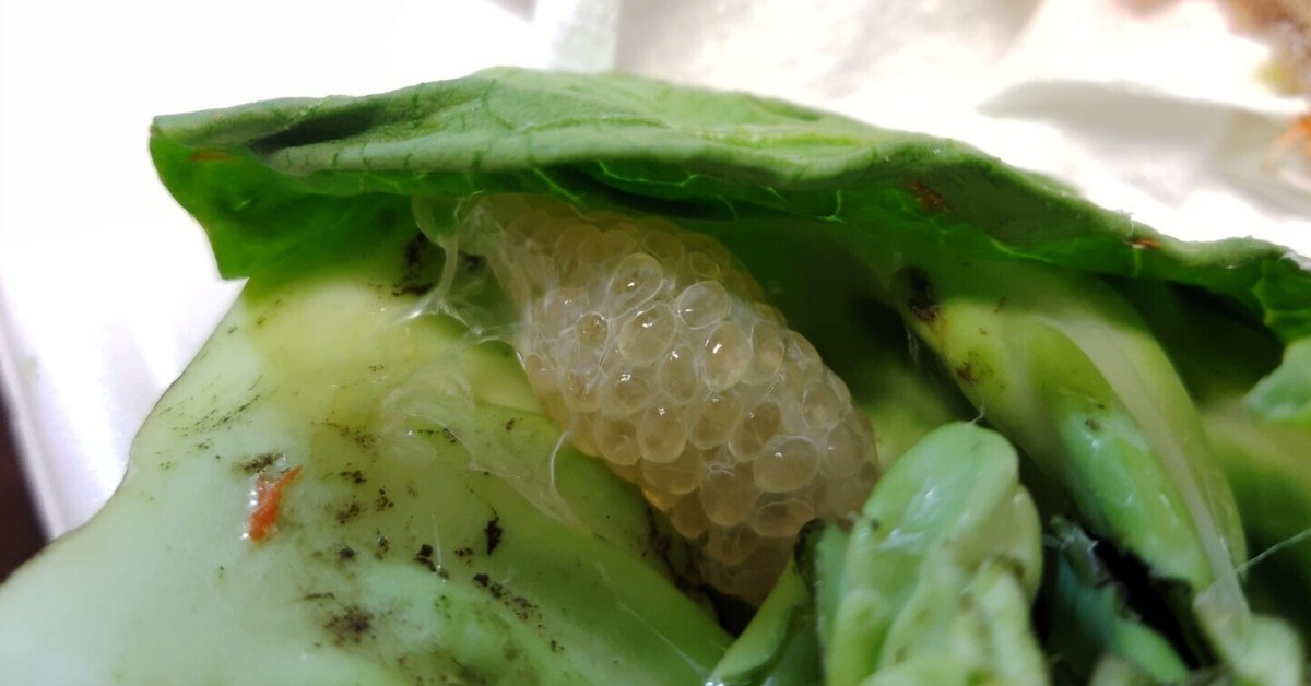 卵の殻を家庭菜園で再利用肥料や堆肥にする3つの方法Greenfield グリーンフィールド