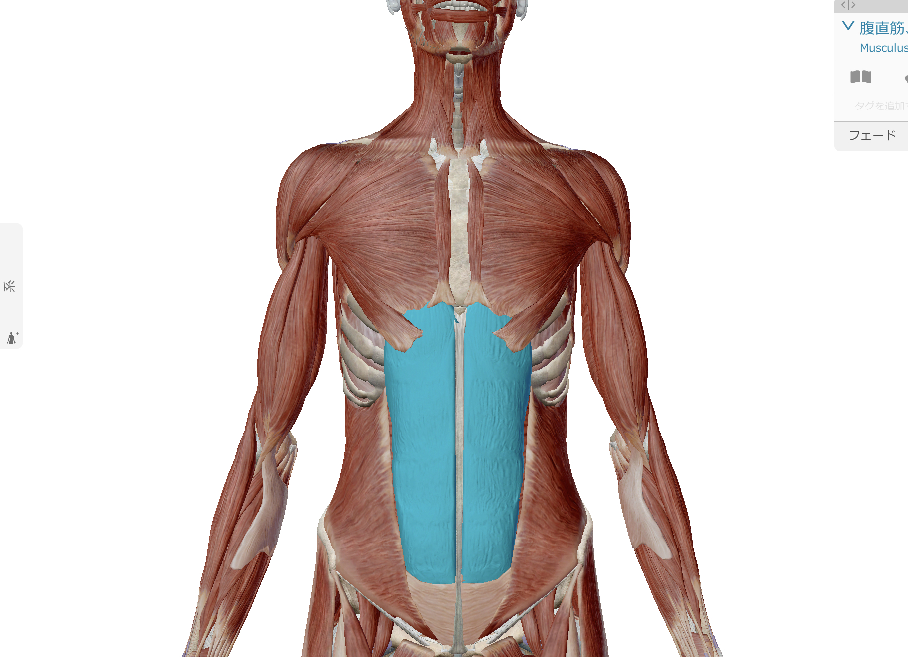 腹筋の筋肉痛について