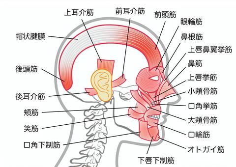 表情９種 表情筋硬い女の子SKIMA スキマ