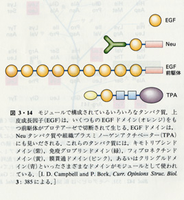 抗体の仕組みと種類を理解しよう - M-hub エムハブ