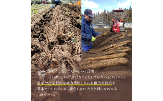 長芋 ナガイモ とは？栽培や保存の方法は？HORTI by GreenSnap