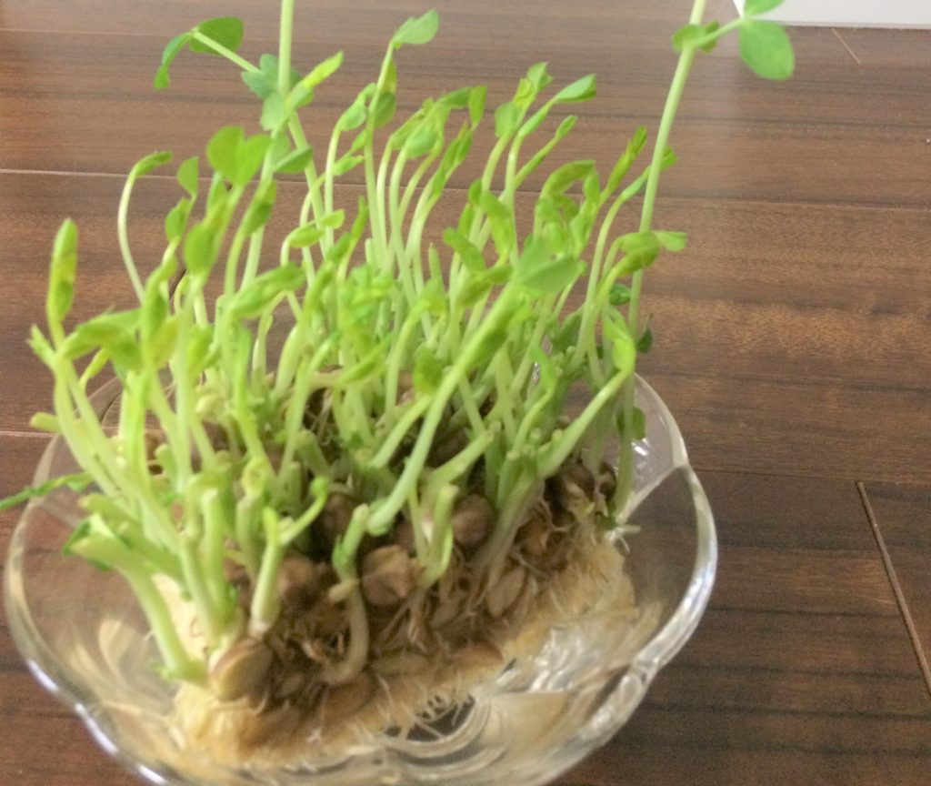 日々是豆苗村上農園豆苗研究会活動レポート