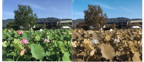 色覚異常の分類