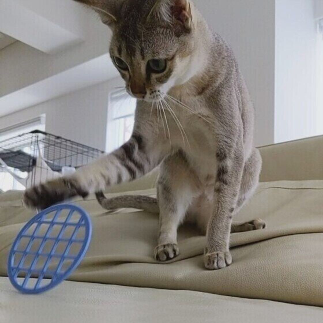 獣医師監修 猫に玉ねぎは絶対にNG。食べてしまったときの症状と対処方法ねこのきもちWEB MAGAZINE