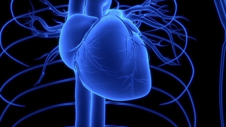 人間の心臓の鼓動の3Dアニメーション」の動画素材 ロイヤリティフリー 1026396674Shutterstock