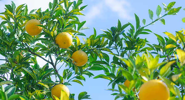 １１月の食材は「ゆず」栄養辞典介護食のあいーとイーエヌ大塚製薬