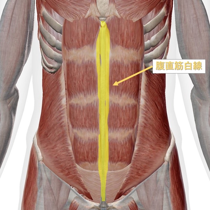 2週間で腹筋を割る女性向けトレーニング！腹筋の縦線を短期間で作るエクササイズAll About