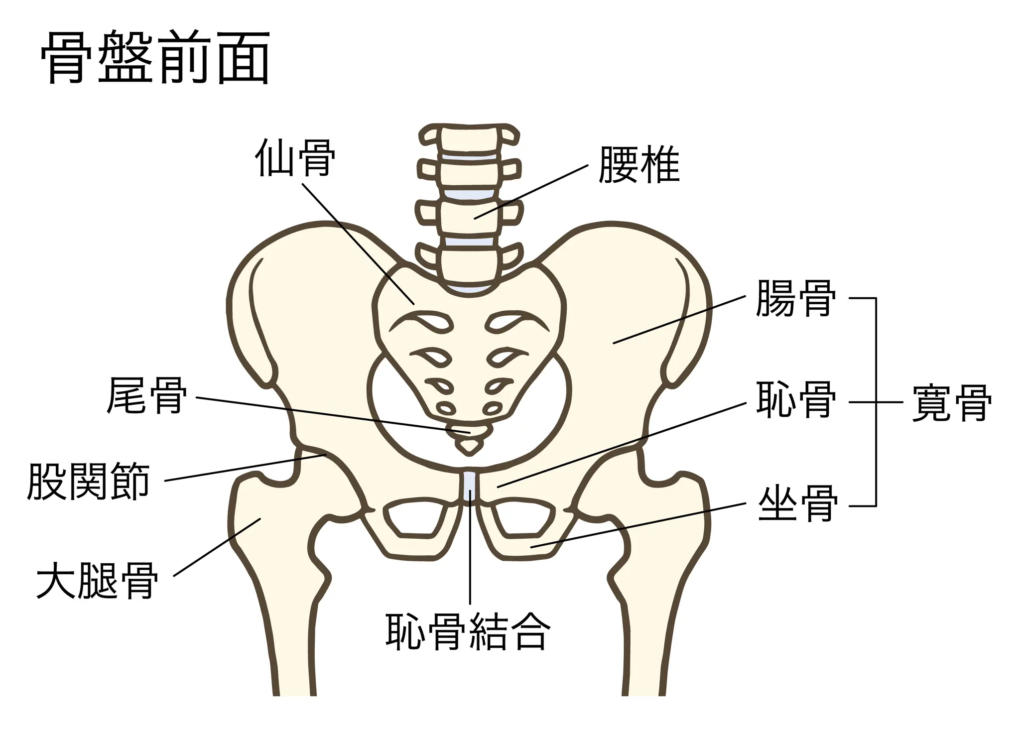 裂孔針の穿刺手術手技 患者説明から術後患者指導まで日本メドトロニック SNM SITE