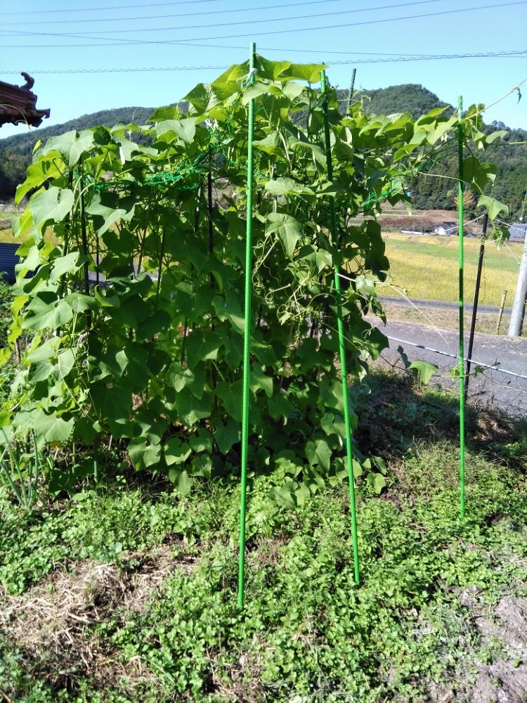 この野菜！どうやって食べるの？「ハヤトウリ」生駒市公式note