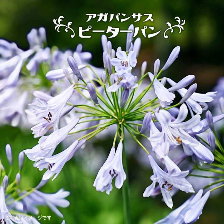 アガパンサスの育て方増えすぎたときの株分け方法は？日陰や種からでも育つ？🍀GreenSnap グリーンスナップ