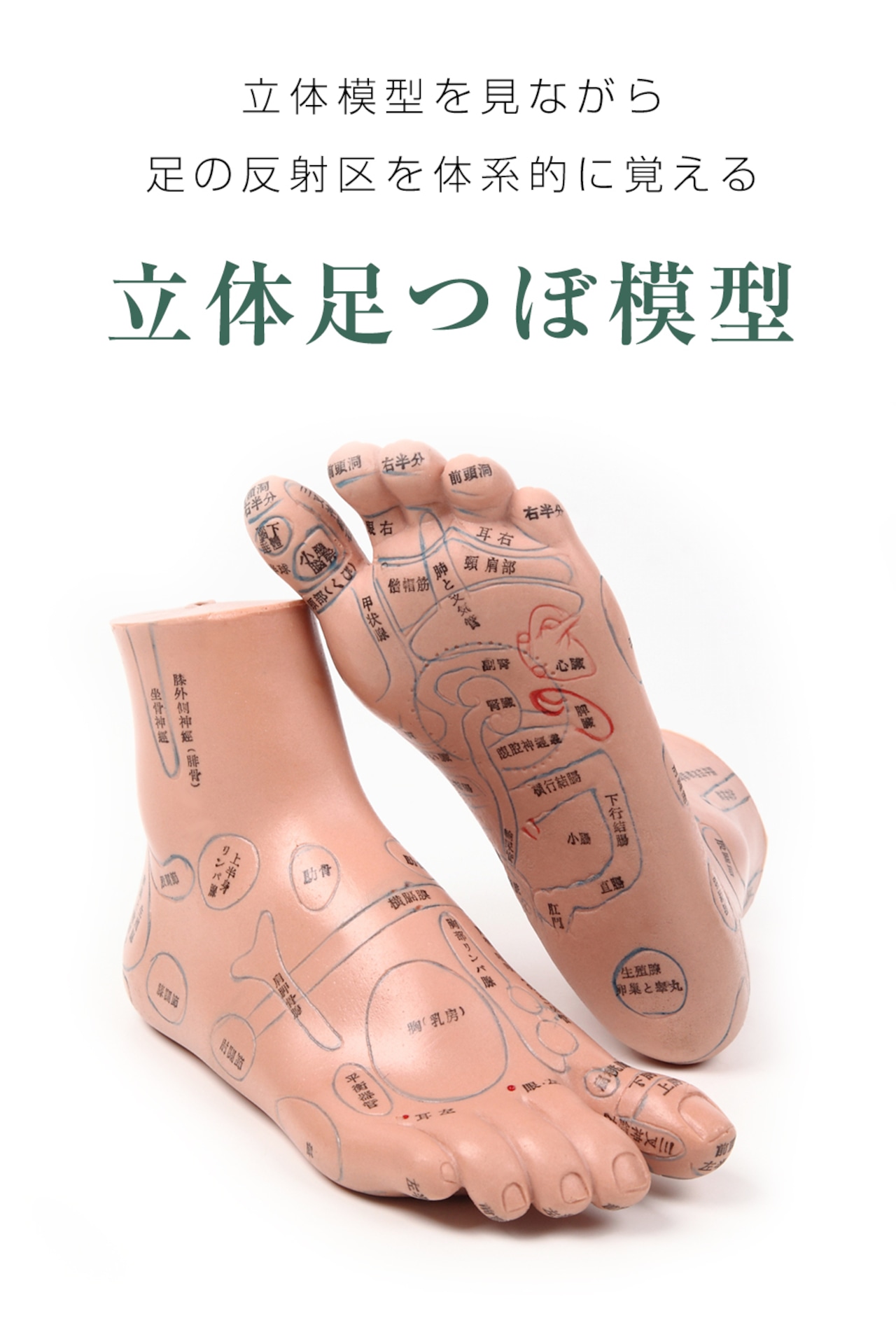 反射区を刺激しよう！ - 足の裏 ストレス 肩こり 首こり お役立ちブログ