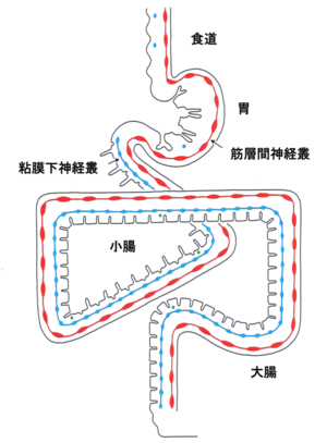 消化器のしくみと働き看護学生レポート
