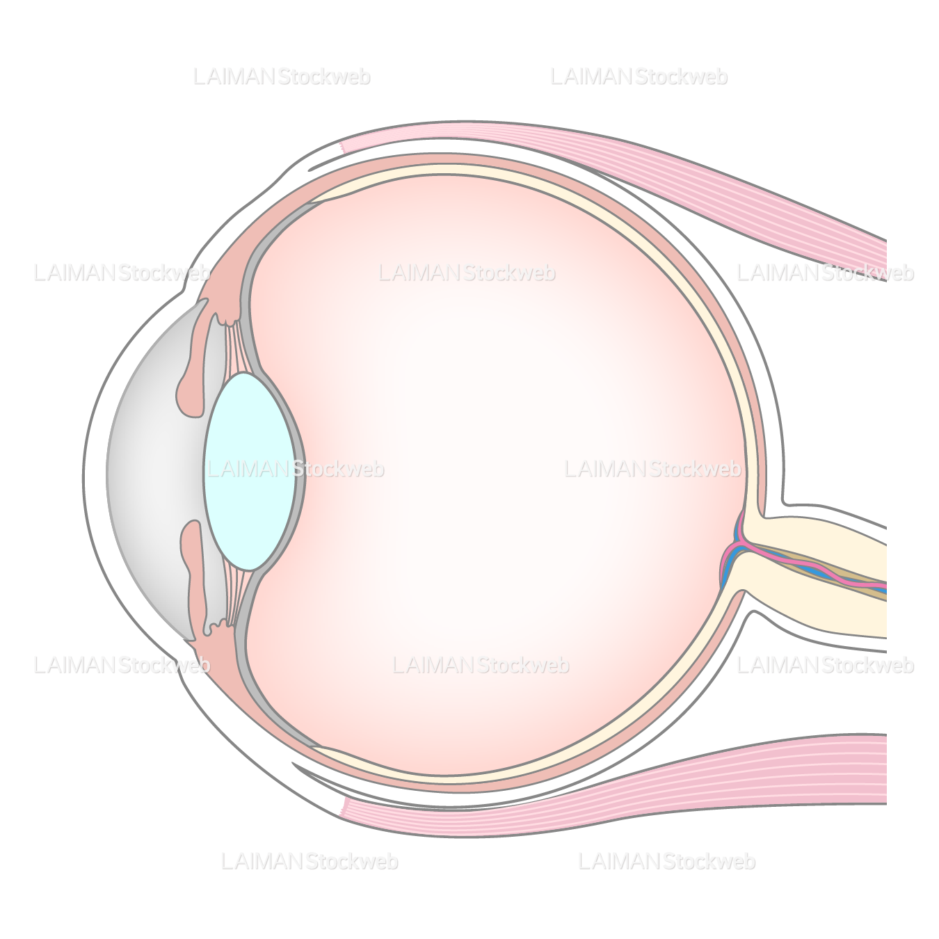 302 眼球 断面 High Res Illustrations - Getty Images眼球 イラスト, Dna