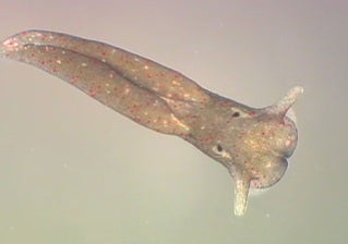 エリシア・クロロティカ Elysia chlorotica世界のウミウシ