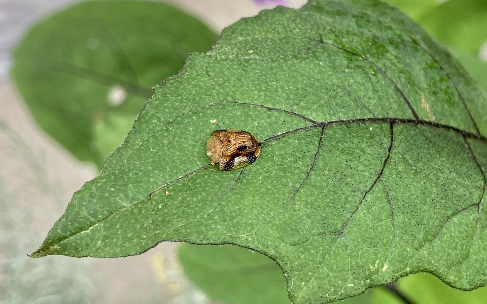 モモの病害虫を全面更新！ サツマイモの基腐病など新病害虫を収録ルーラル電子図書館の更新情報