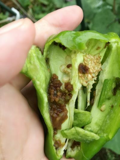 ピーマンやパプリカ、ナスなどの害虫、ホオズキカメムシの写真素材105385154- PIXTA