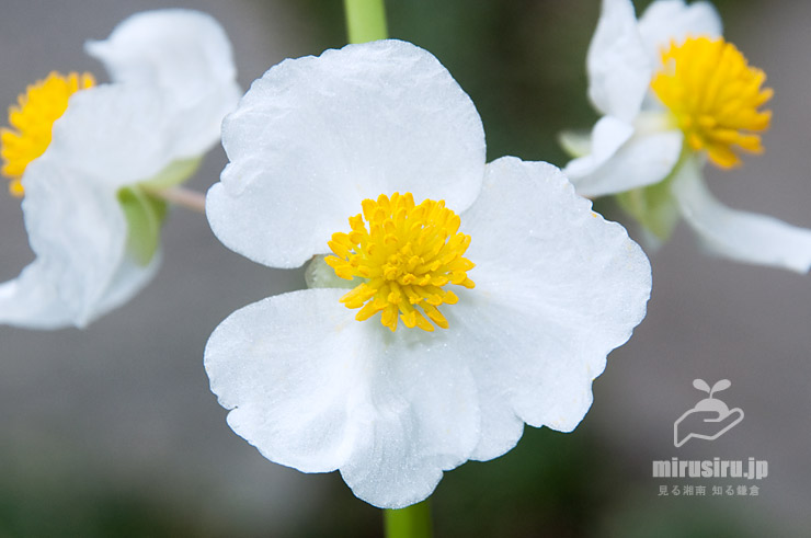 くわいの特徴と選び方＆食べ方！おせち以外の調理法や保存法もカゴメ株式会社