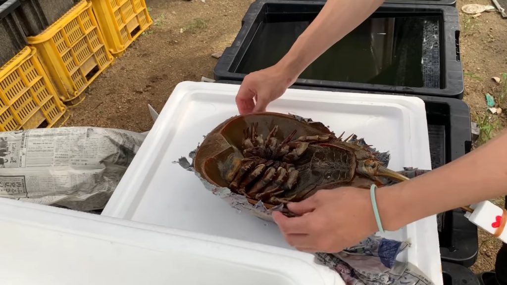 雑学 カブトガニの血は何色? 化学- どくとる・めも