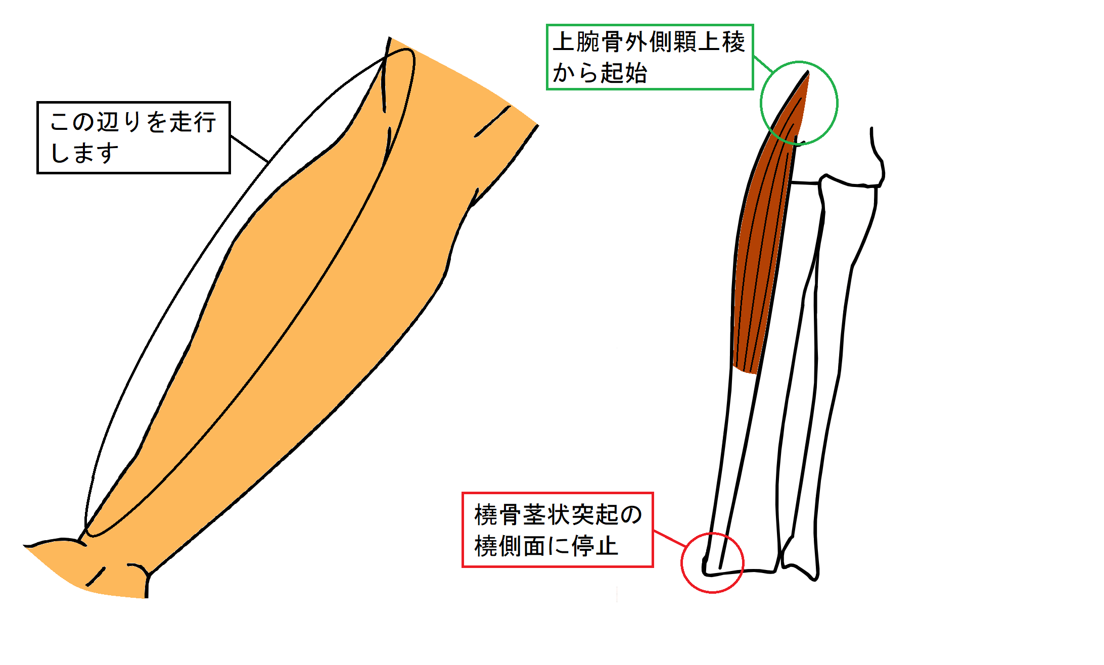 筋トレ解剖学 かっこいい腕を作る効率的な鍛え方 上腕二等筋・上腕筋・腕橈骨筋編 せいや
