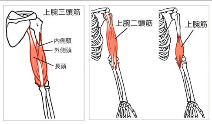 人間の筋肉名前一覧全身109種の筋肉を各部位別に図解説 英語名称・作用・起始停止・読み方 QITANO ® 北野カラダづくりラボ