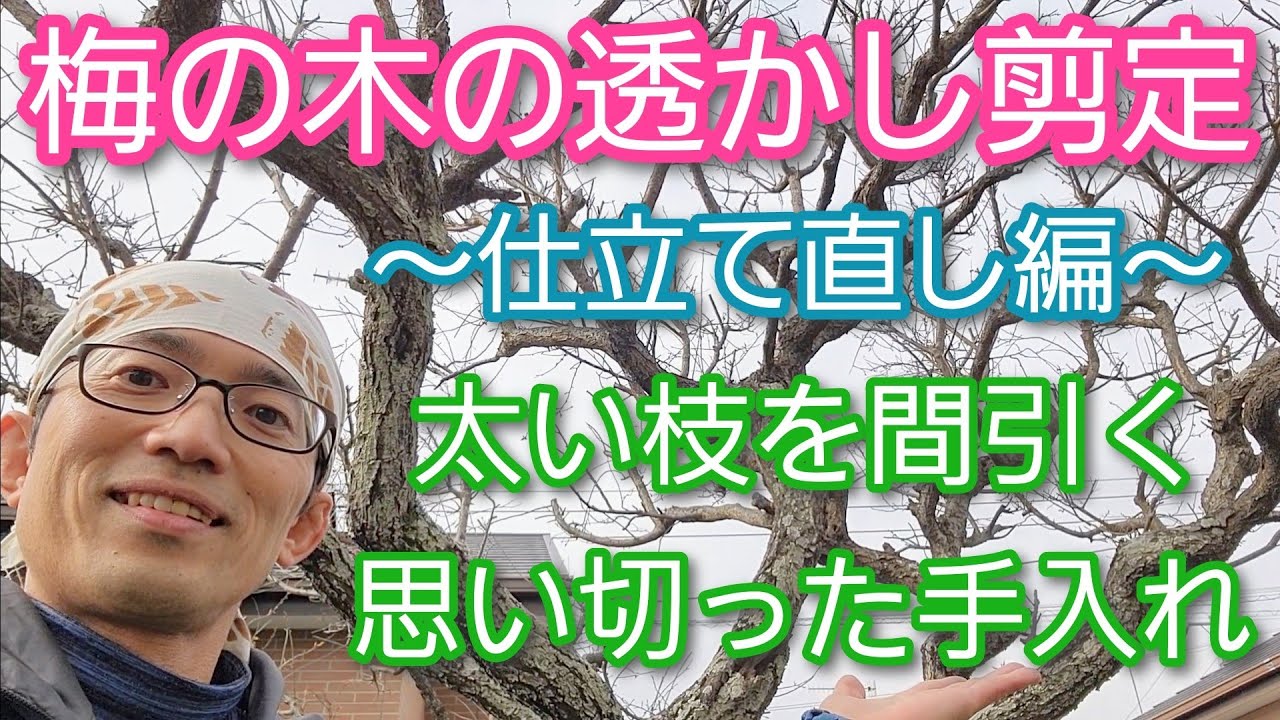 梅 ウメ をかっこよく剪定して花と果実を楽しむ育て方 鉢植えでもできる栽培方法とは？マイナビ農業