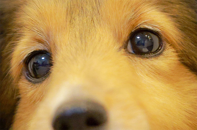 目頭の逆さまつげMint Green House